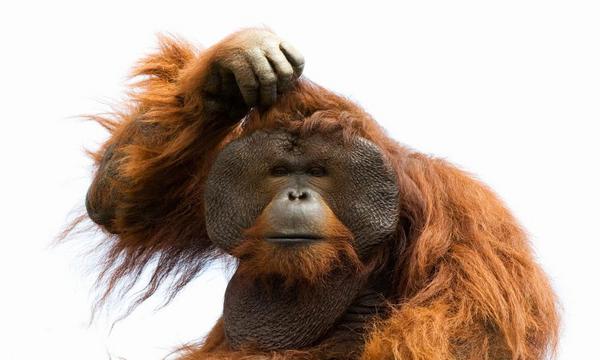 monkey-scratching-head-600x360